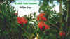to Waratah page